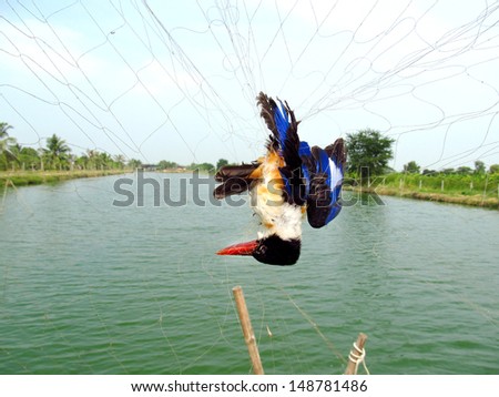 Bird caught in net