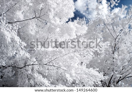 White Maple (Near Infrared)