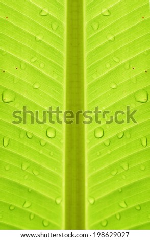 Close up of fresh banana leaf, banana leaf texture