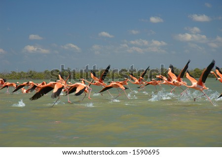 Flamingos flying on the river in Rio Lagartos, Mexico