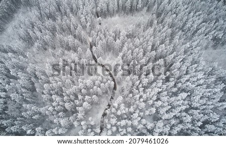 Foto Bild Bäume von oben im Winter schneebedeckt von einer Drohne gefilmt