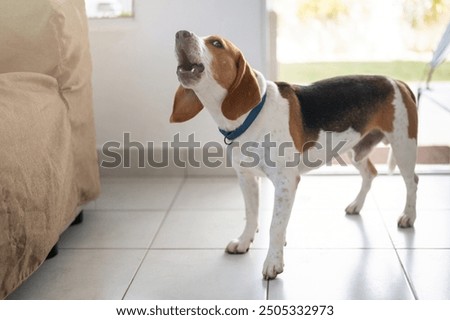 Similar – Image, Stock Photo dog Beagle on a walk on a field