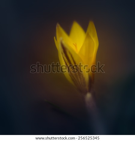 texture macro flower background crocus flower glows magic birth