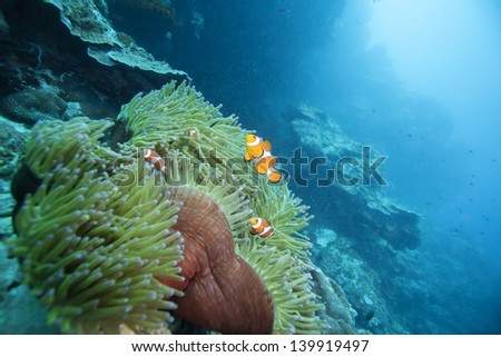 clown fish live in soft coral