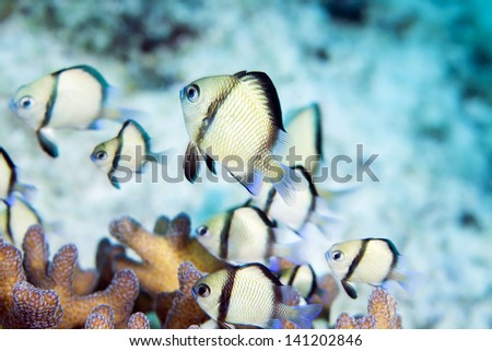 fish live in hard coral