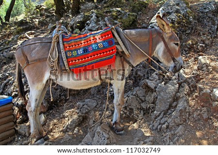 Typical greek donkey with multicolor saddle in the mountains (Crete, Greece). Donkeys are used for transportation on the island of Greece where cars are not allowed.