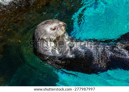 Close up shot of a sea otter, swim backwards in water, eyes wide open.
