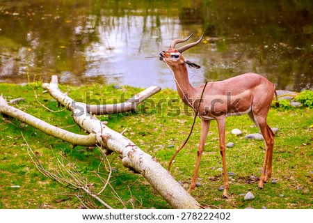 Speke\'s gazelle (Gazella spekei), the smallest of the gazelle species from the Horn of Africa, feeds on a small tree branch.