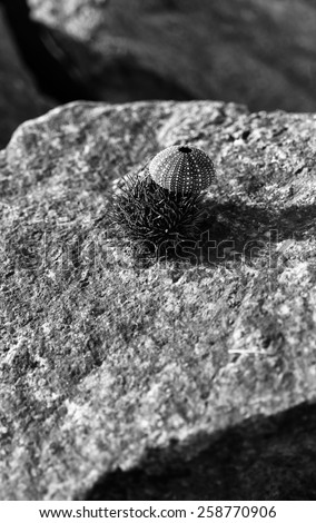 Vertical black and white sea urchin on stone shell composition bokeh background backdrop