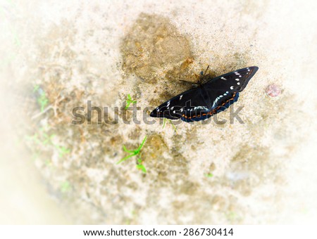 Horizontal vivid black butterfly bokeh background backdrop