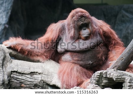 Orangutan. Portrait of the adult male in the wild nature Orangutan Portrait  male of the  the wild nature hominid sumatra intelligence utan kalimantan chordata indonesia sumatran simian hominidae