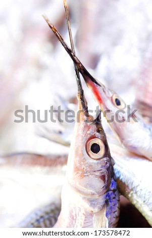 Needle fish marine