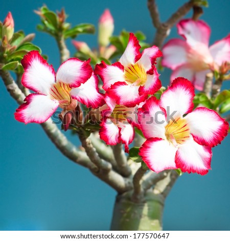 Desert rose pink Bignonia