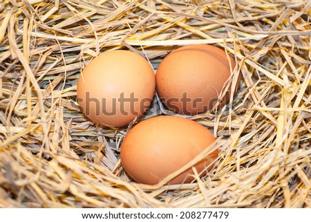 Organic eggs in the straw agriculture bagging bird breakfast brown burlap chicken cholesterol closeup cooking country cuisine dark dinner