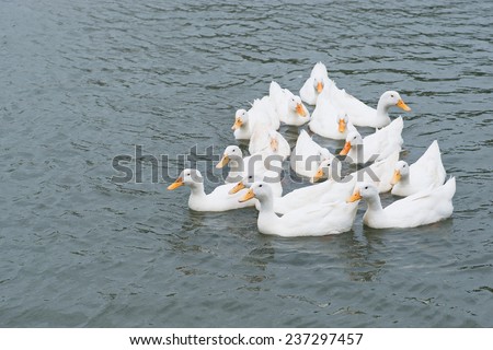 White peking duck swimming thailand.