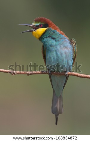 European bee-eater shot vertically, engaged in animated conversation with an unseen interlocutor