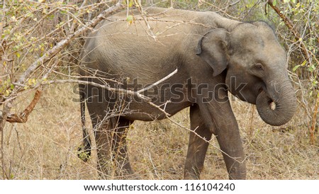 Asian elephant browsing in dry scrub with its trunk raised to its mouth