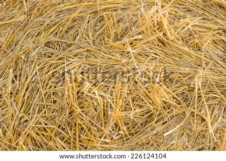 Background texture of golden stalks of fresh dried hay cut for animal or livestock fodder during winter