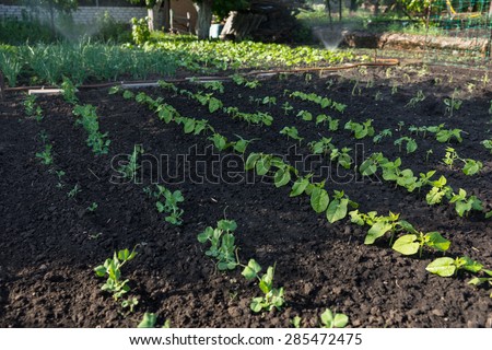 Young fresh green bean plants in a vegetable garden planted in neat rows n rich fertile soil symbolic of spring