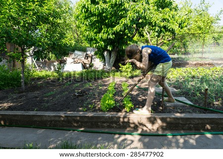 Young girl working in a veggie garden weeding between the fresh young green plants with a hoe on a smallholding