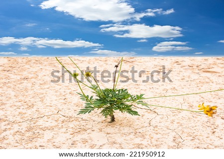Green plant growing through sand soil