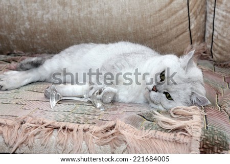 gray home pedigreed cat as home animal