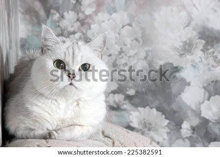 pedigreed home gray cat as symbol home comfort
