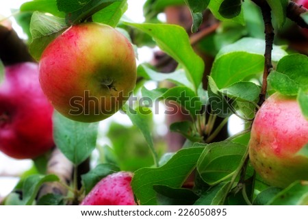 beautiful ripe apple on tree as symbol harvest
