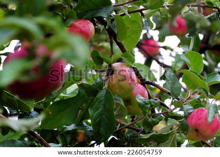 beautiful ripe apple on tree as symbol harvest