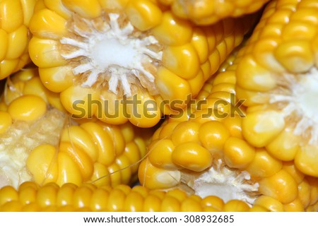 wonderful juicy ripe corn as a food item