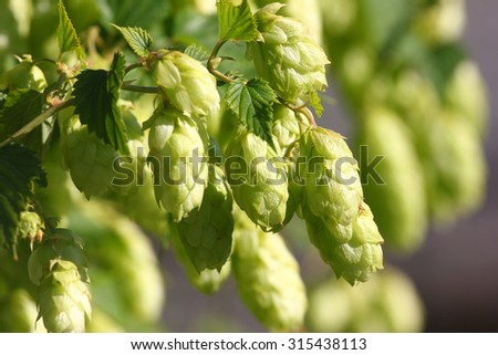 ripe buds and leaves of wild hop plant