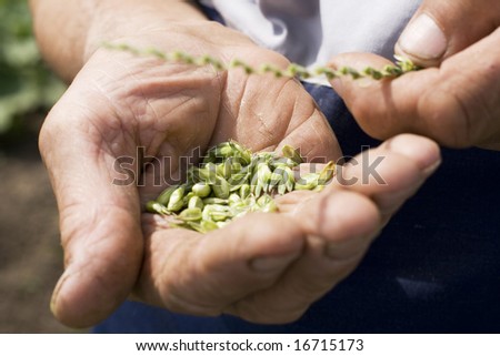 old man\'s hands holding wheat
