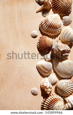sea shells and star closeup on wooden background