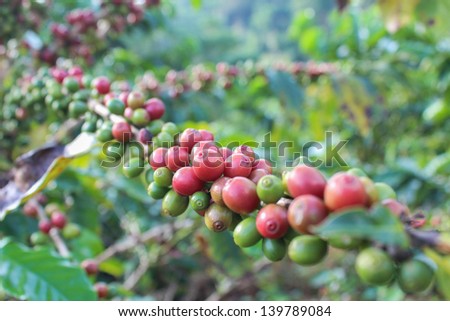 Coffee Green Bean