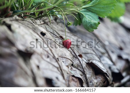 Strawberry fruits close up