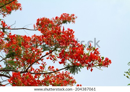 Flame tree Flower (Poinciana) blossom in Thailand
