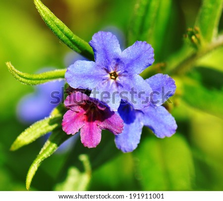 Gentian blue, in spring forest herb