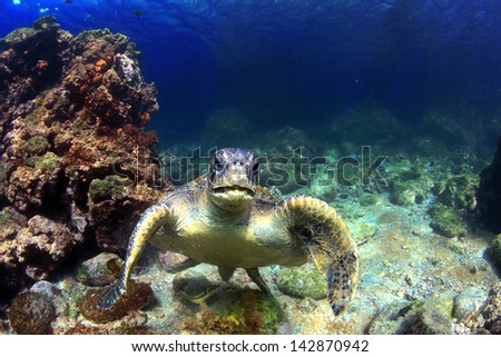 Sea turtle underwater in volcanic reef lagoon, Galapagos Islands