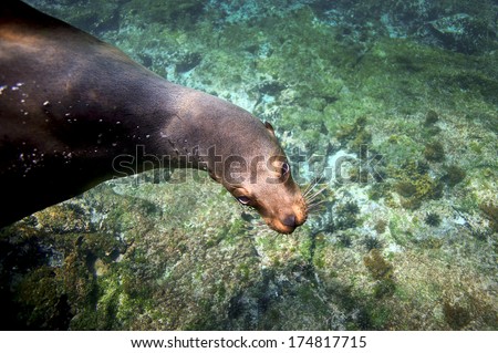 Sea lion swimming underwater and looking at camera in the Galapagos Islands