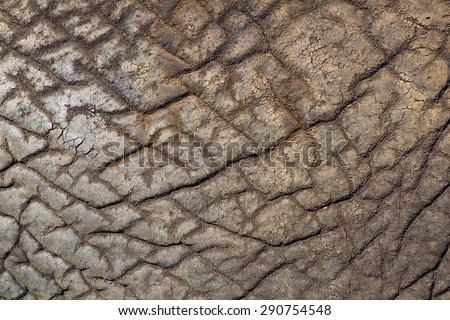 African elephant skin detail
