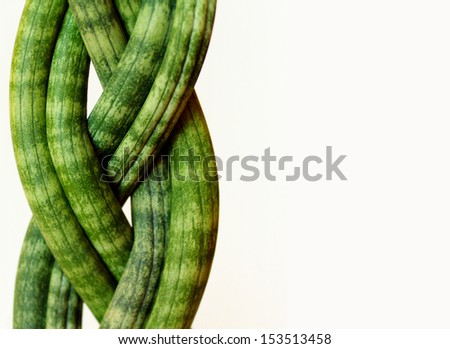 Close up of twisted plant on white background