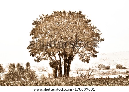 Digital illustration of a lonely tree in yard