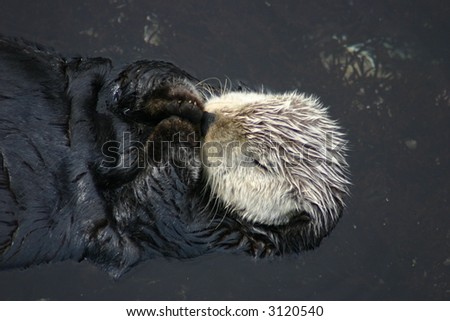 Sleeping Wild Sea Otter