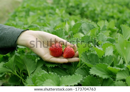 hand picked strawberries fresh from the farm