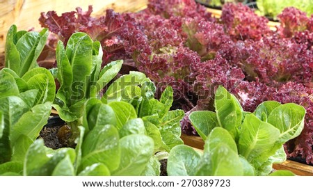 salad vegetable hydroponics garden with water droplets on leaves
