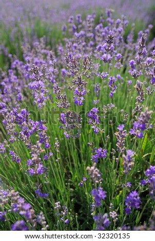 lavender field.closeup detail of a  herbal plant