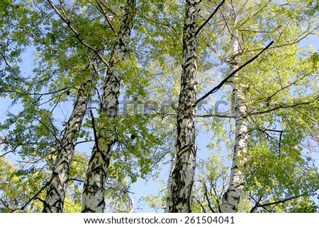Birch Grove in the spring day under a blue sky.