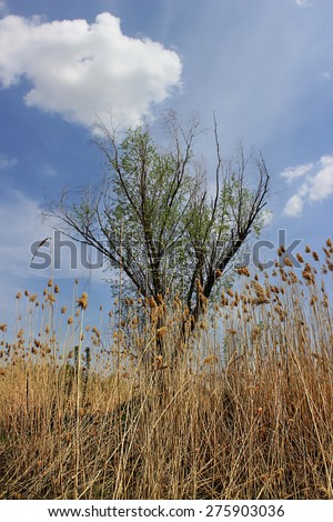 Under the blue sky in spring around the old tree grow tall stalks of cane