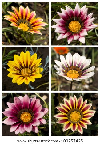 floral collection of six images of daisies
