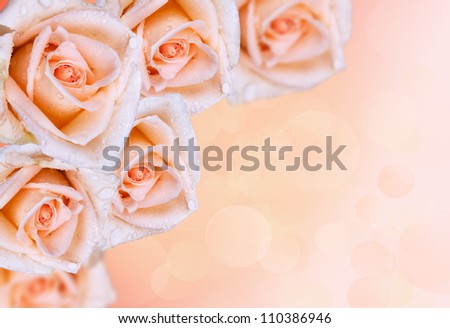 Rose.Flower border with a soft pink background